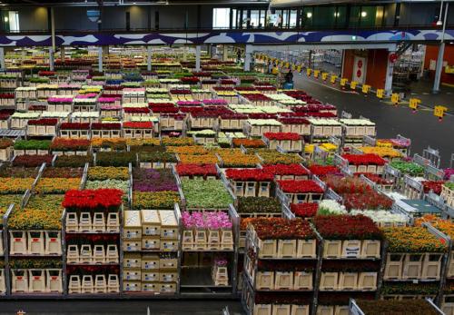 Transporte de frutas y hortalizas